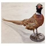 Standing Ring Necked Pheasant Full Body Taxidermy