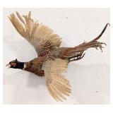 Ring Necked Pheasant Full Body Taxidermy Wall Moun