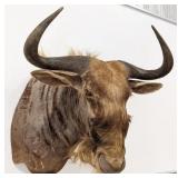 African Wildebeest Shoulder Mount Taxidermy