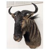 Zimbabwe Blue Wildebeest Shoulder Mount Taxidermy