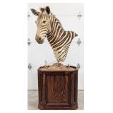 African Zebra Shoulder Mount Taxidermy on Pedestal
