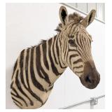 Vtg Zebra Shoulder Mount Taxidermy