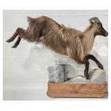 Jumping Himalayan Tahr Full Body Taxidermy Mount