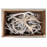 26lbs of Dried Antler Sheds