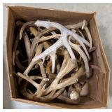 30lbs of Dried Antler Sheds