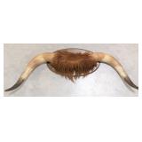 Highland Cow Horn Taxidermy Mount on Plaque