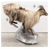 Hiamlayan Tahr Full Body Taxidermy Mount on Rollin