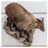 Himalayan Tahr Full Body Taxidermy Wall Mount w/ B