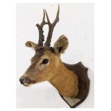 Antique 1930 German Roe  Deer Shoulder Mount Taxid