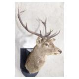 Vtg 5x5 Red Stag Shoulder Mount Taxidermy on Plaqu