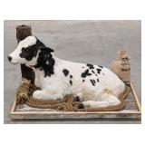 Holstein Calf Full Body Taxidermy Mount on Detaile