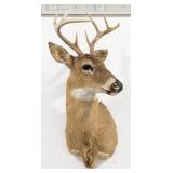 8-Point Whitetail Deer Shoulder Mount Taxidermy