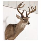 16-Point Whitetail Deer Shoulder Mount Taxidermy