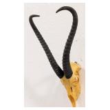 African Springbok Skull & Horn Taxidermy