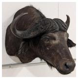African Cape Buffalo Shoulder Mount Taxidermy