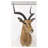 African Impala Shoulder Mount Taxidermy