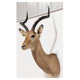 African Impala Shoulder Mount Taxidermy