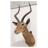 African Impala Shoulder Mount Taxidermy