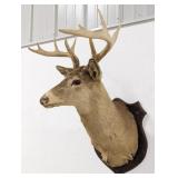 Vtg 10-Point Whitetail Deer Shoulder Mount Taxider