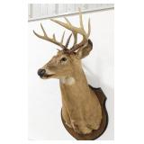 Vtg 13-Point Whitetail Deer Shoulder Mount Taxider