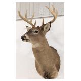 9-Point Whitetail Deer Shoulder Mount Taxidermy