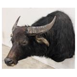 Large Water Buffalo Shoulder Mount Taxidermy