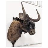 African Black Wildebeest Shoulder Mount Taxidermy