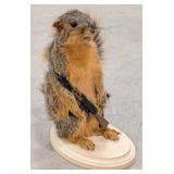 Armed Red Squirrel Full Body Taxidermy Mount