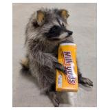 Sittin' Snackin' Racoon w/ Milk Duds Full Body Tax