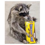 Sittin' Snackin' Racoon w/ Charleston Chew Full Bo