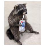 Drinkin' Smokin' Racoon Full Body Taxidermy Mount