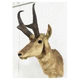 Pronghorn Shoulder Mount Taxidermy