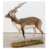 Blackbuck Antelope Full Body Taxidermy Mount on Ba