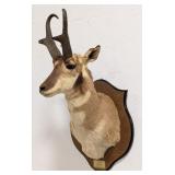 Pronghorn Shoulder Mount Taxidermy on Shield Plaqu