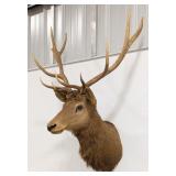 Vtg 5x5 Red Stag Shoulder Mount Taxidermy by Jonas