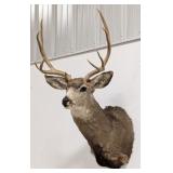8-Point Mule Deer Shoulder Mount Taxidermy
