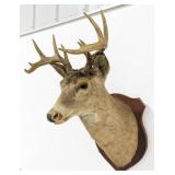 Vtg 12-Point Mule Deer Shoulder Mount Taxidermy on