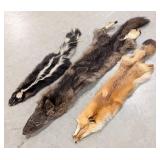 Coyote, Fox, & Skunk Pelts Taxidermy