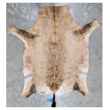 Tanned African Red Hartebeest Taxidermy Hide w/ Ta