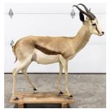 Full Body African Springbok Taxidermy Mount
