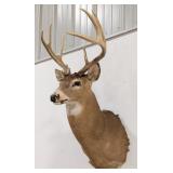 10-Point Whitetail Deer Shoulder Mount Taxidermy