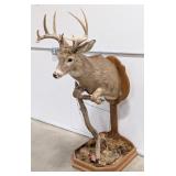 10-Point Whitetail Deer Half Mount Taxidermy on Ba