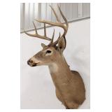 8-Point Whitetail Deer Shoulder Mount Taxidermy