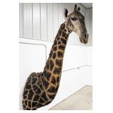 African Giraffe Shoulder Mount Taxidermy