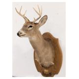 6-Point Whitetail Deer Shoulder Mount Taxidermy on
