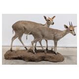 Pair of African Duiker Full Body Taxidermy Mounts