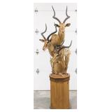 3-Piece African Impala Shoulder Mount Taxidermy on