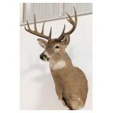 10-Point Whitetail Deer Shoulder Mount Taxidermy