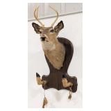 5-Point Whitetail Deer Hoof & Shoulder Mount Coat