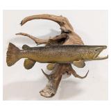 Brown Trout Taxidermy Mount on Driftwood
